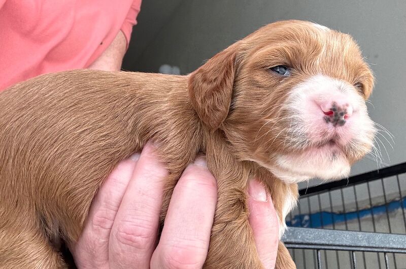 Stunning Toy cockapoo pups! 2 Left. - Image 3 of 12