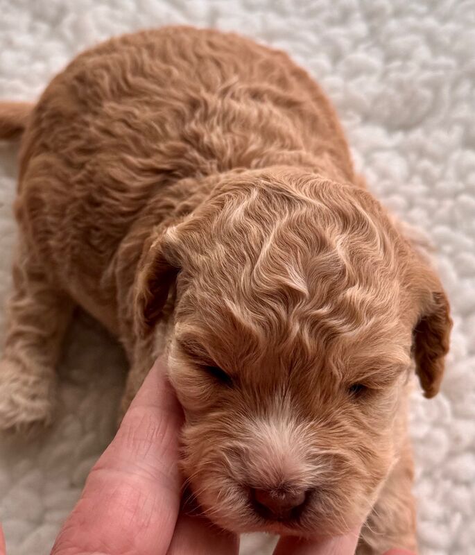 Stunning Toy cockapoo pups! 2 Left. - Image 4 of 12