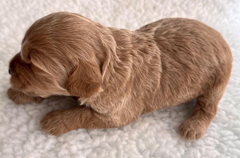 Stunning Toy cockapoo pups! 2 Left. - Image 5 of 12