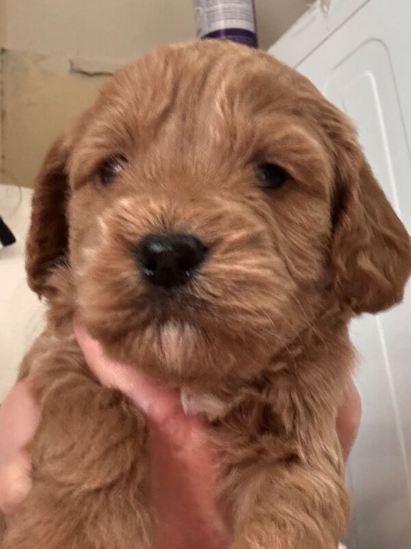 Stunning Toy cockapoo pups! 2 Left. - Image 6 of 12