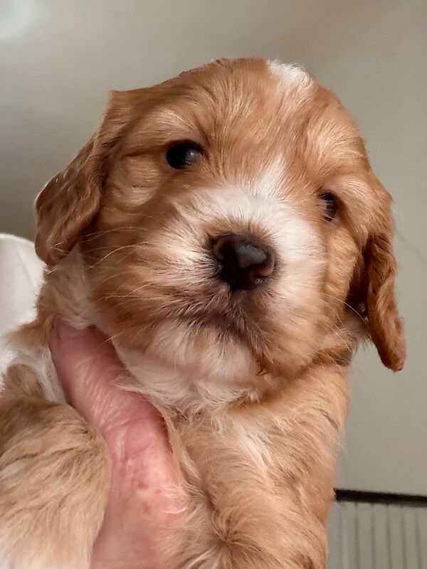 Stunning Toy cockapoo pups! 2 Left. - Image 7 of 12