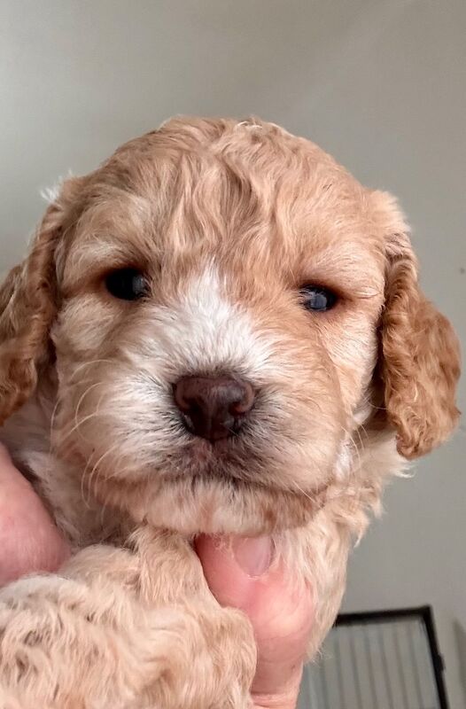 Stunning Toy cockapoo pups! 2 Left. - Image 8 of 12