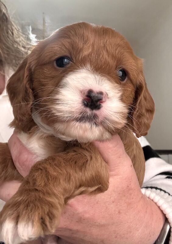 Stunning Toy cockapoo pups! 2 Left. - Image 9 of 12