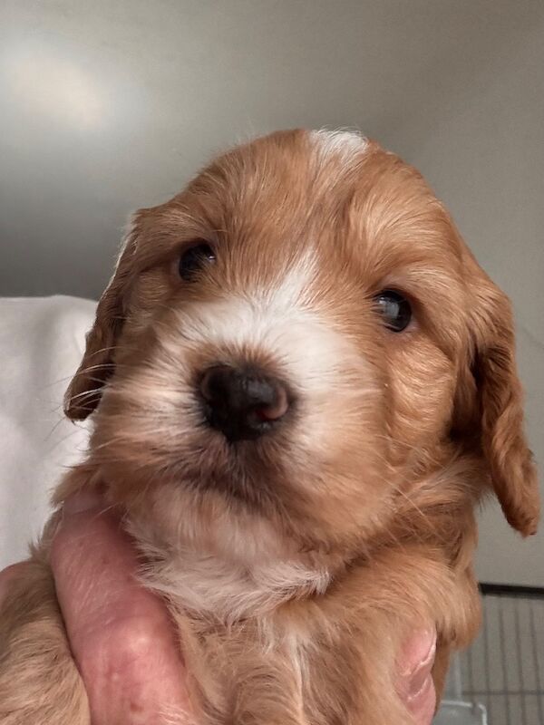Stunning Toy cockapoo pups! 2 Left. - Image 10 of 12