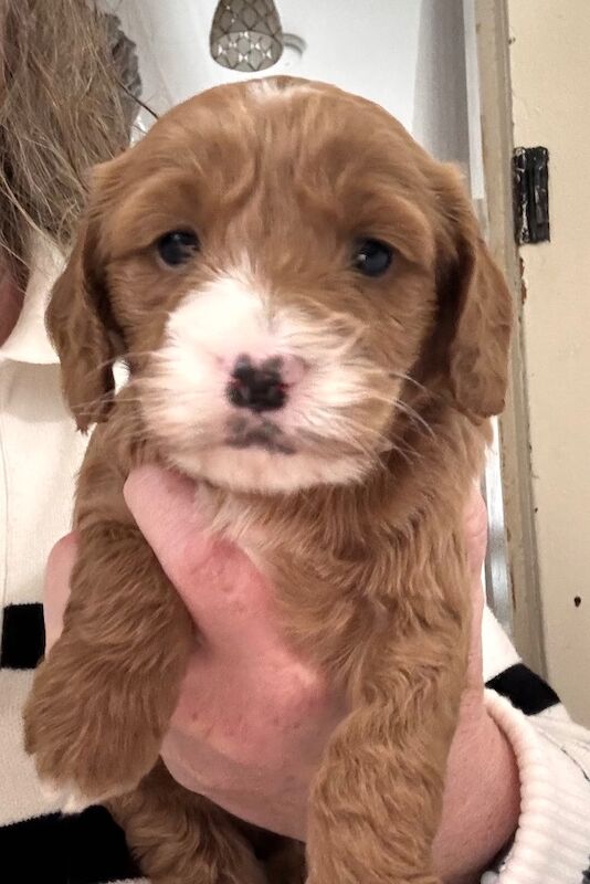 Stunning Toy cockapoo pups! 2 Left. - Image 11 of 12