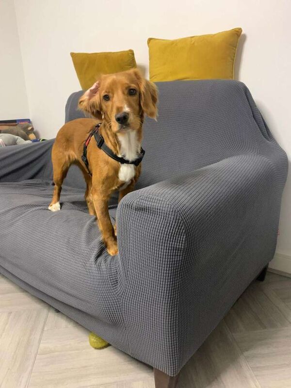 Cockapoo puppies for sale in Aylesbury, Buckinghamshire – 1 year old