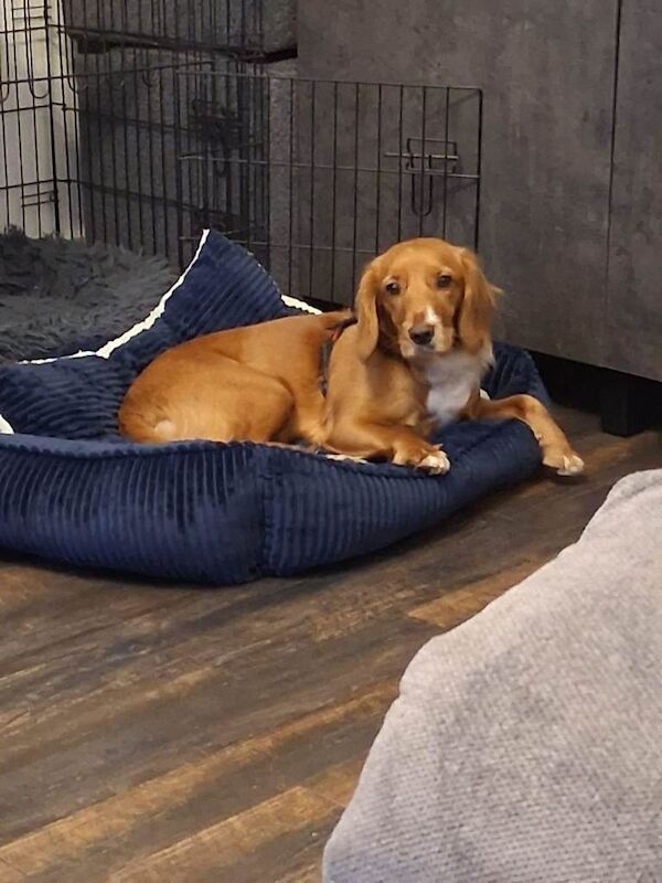 Cockapoo puppies for sale in Aylesbury, Buckinghamshire – 1 year old - Image 2 of 4