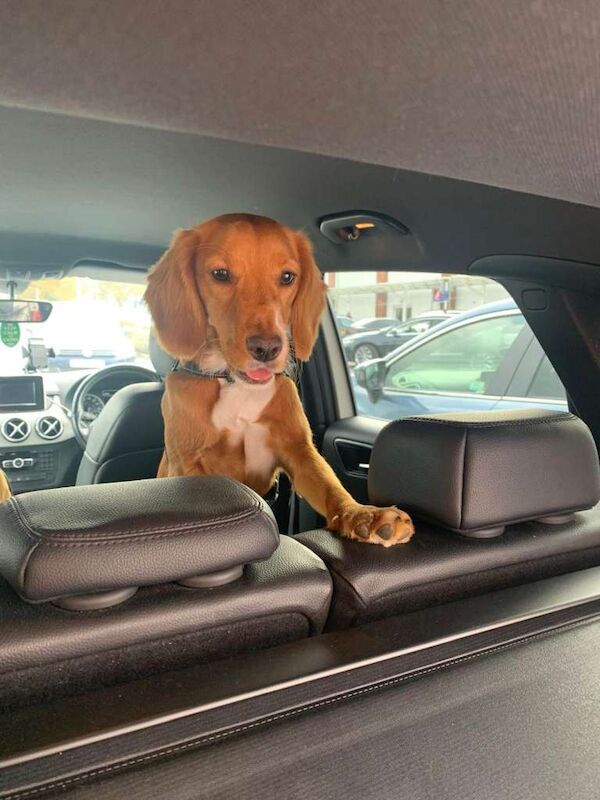 Cockapoo puppies for sale in Aylesbury, Buckinghamshire – 1 year old - Image 3 of 4