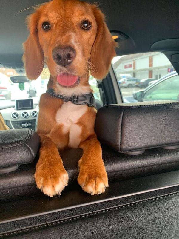 Cockapoo puppies for sale in Aylesbury, Buckinghamshire – 1 year old - Image 4 of 4