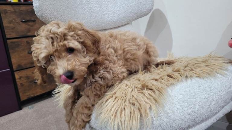 Cockapoo puppies for sale in Portadown, County Armagh – 4 months old - Image 2 of 6