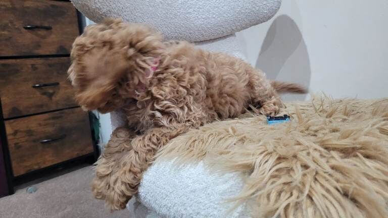 Cockapoo puppies for sale in Portadown, County Armagh – 4 months old - Image 3 of 6