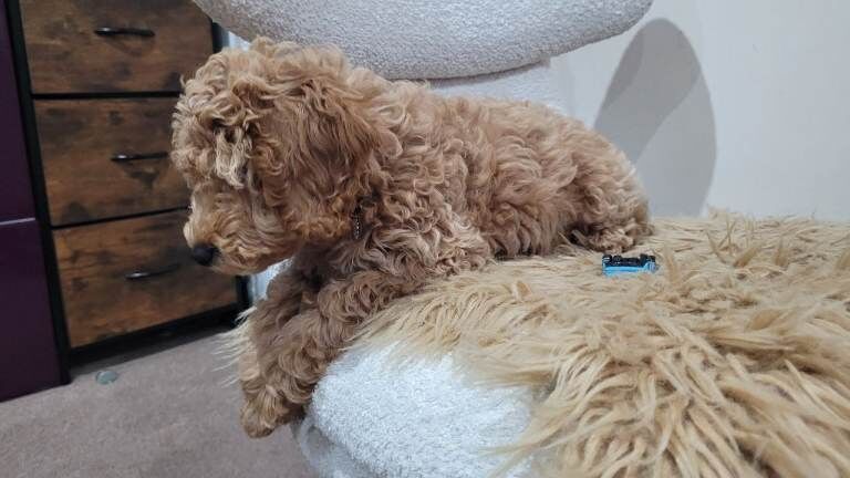 Cockapoo puppies for sale in Portadown, County Armagh – 4 months old - Image 4 of 6
