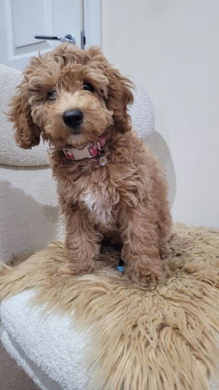 Cockapoo puppies for sale in Portadown, County Armagh – 4 months old - Image 6 of 6