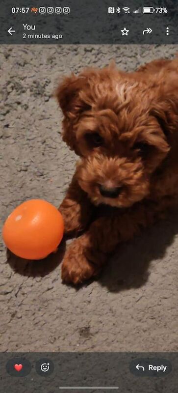 Cockapoo puppies for sale in Swindon, Wiltshire – 3 months old