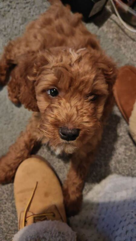 Cockapoo puppies for sale in Swindon, Wiltshire – 4 months old - Image 2 of 3