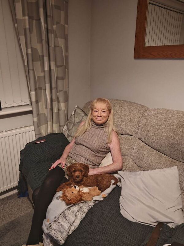 Cockapoo puppies for sale in Swindon, Wiltshire – 4 months old - Image 3 of 3