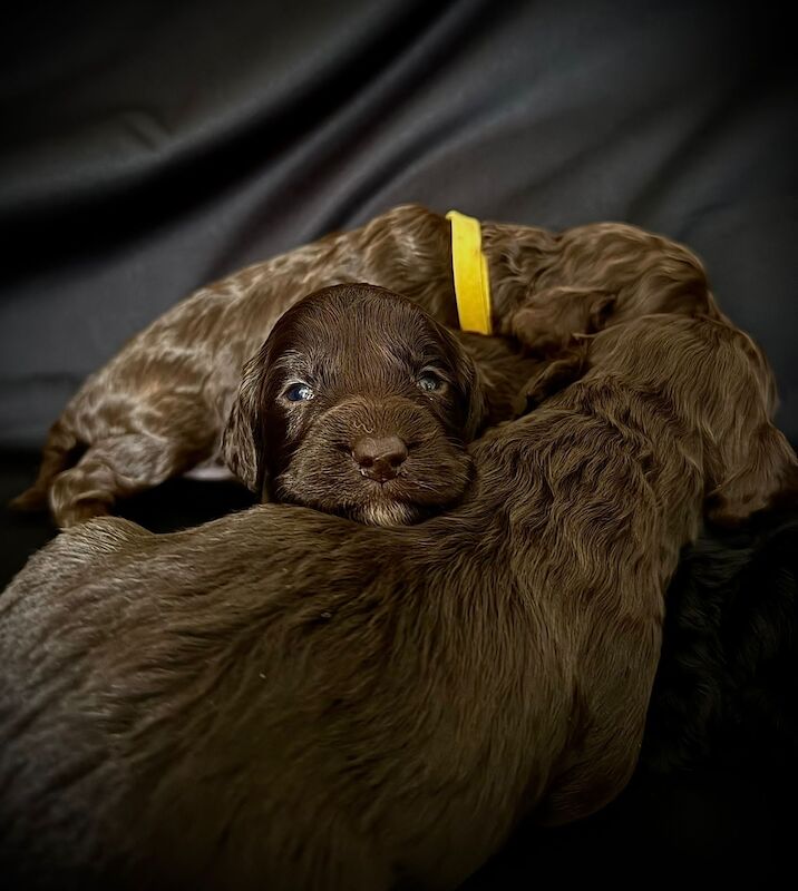 The best quality F1 Cockapoo pups you will ever find!!! for sale in Littlehampton, West Sussex | Image 1