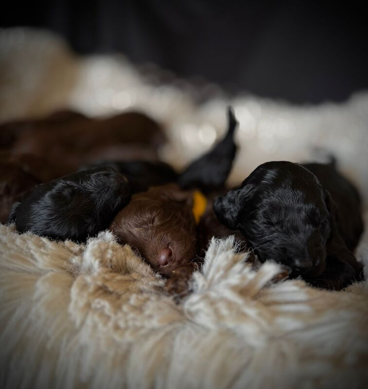 The best quality F1 Cockapoo pups you will ever find!!! for sale in Littlehampton, West Sussex | Image 2