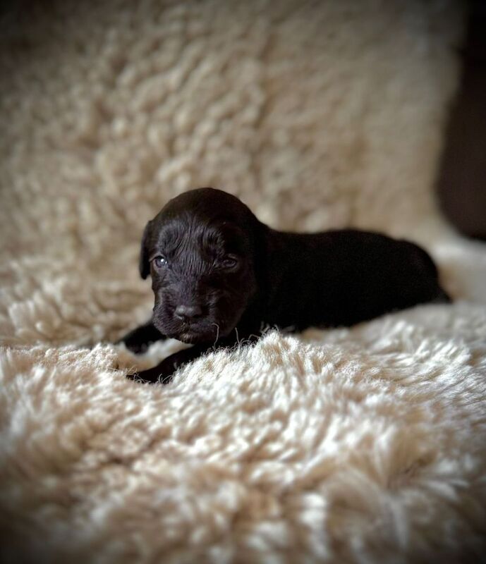 The best quality F1 Cockapoo pups you will ever find!!! for sale in Littlehampton, West Sussex | Image 3