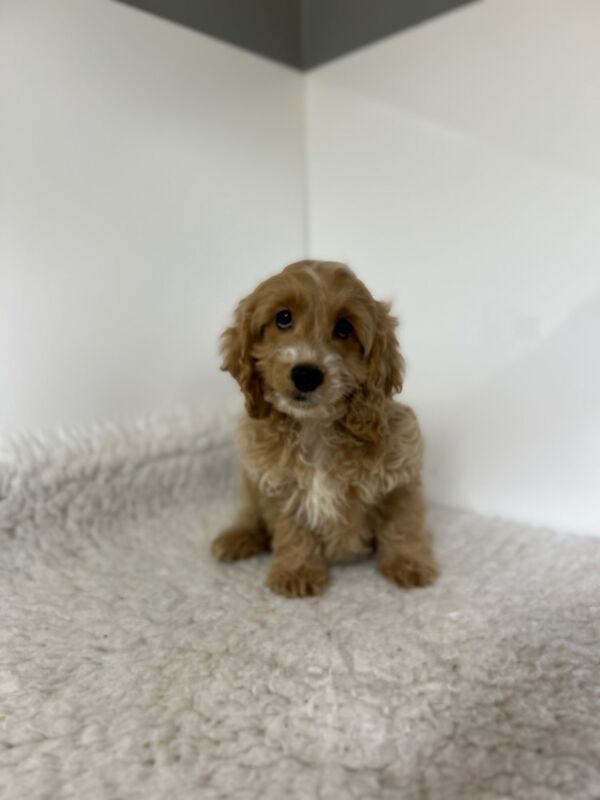 Cockapoo puppies for sale in Wisbech Cambridgeshire – 3 months old - Image 3 of 6