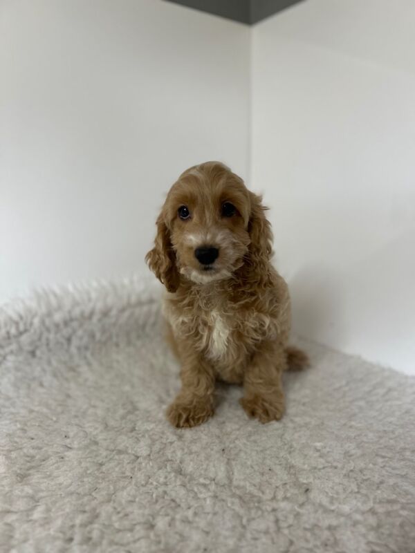 Cockapoo puppies for sale in Wisbech Cambridgeshire – 3 months old - Image 4 of 6