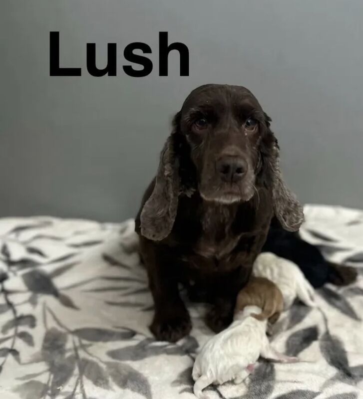 This handsome chap is still looking for a family