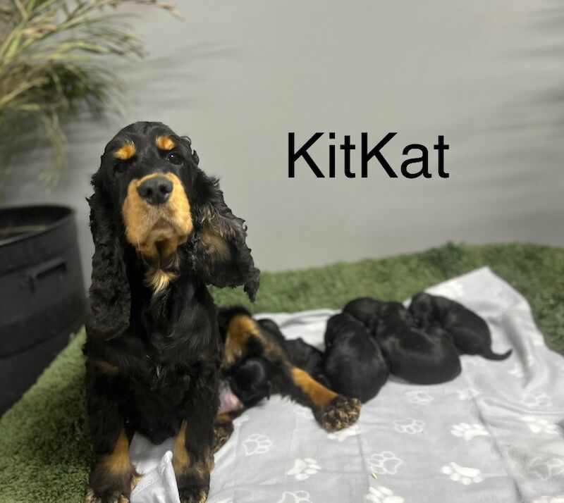 Cockapoo puppies for sale in Wisbech, Cambridgeshire – 4 months old