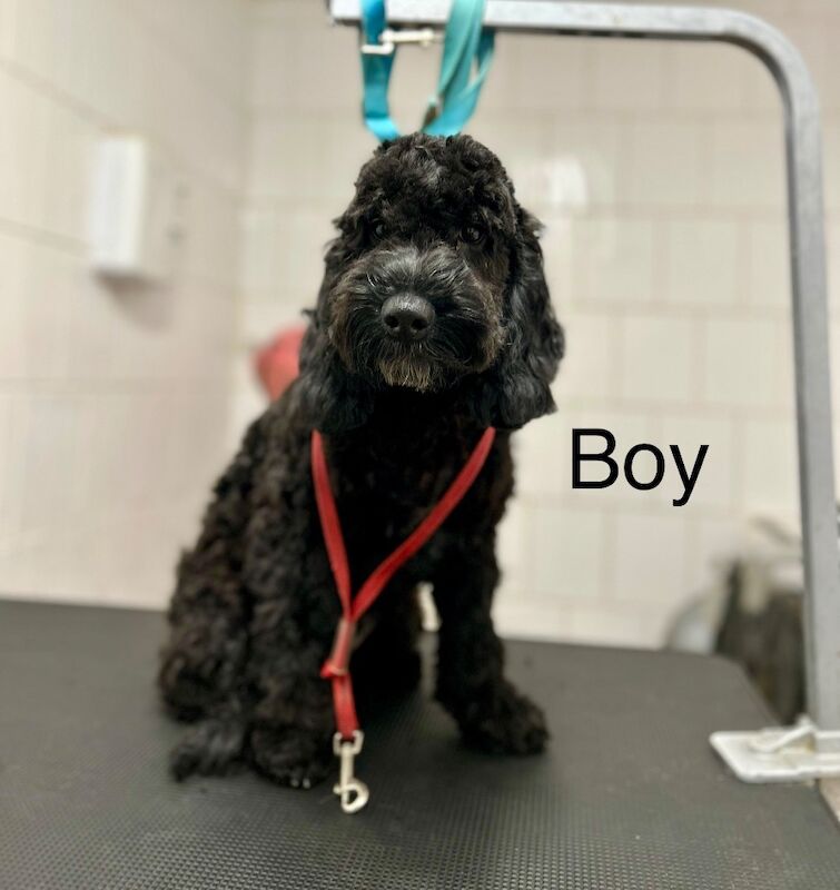 Cockapoo puppies for sale in Wisbech, Cambridgeshire – 5 months old