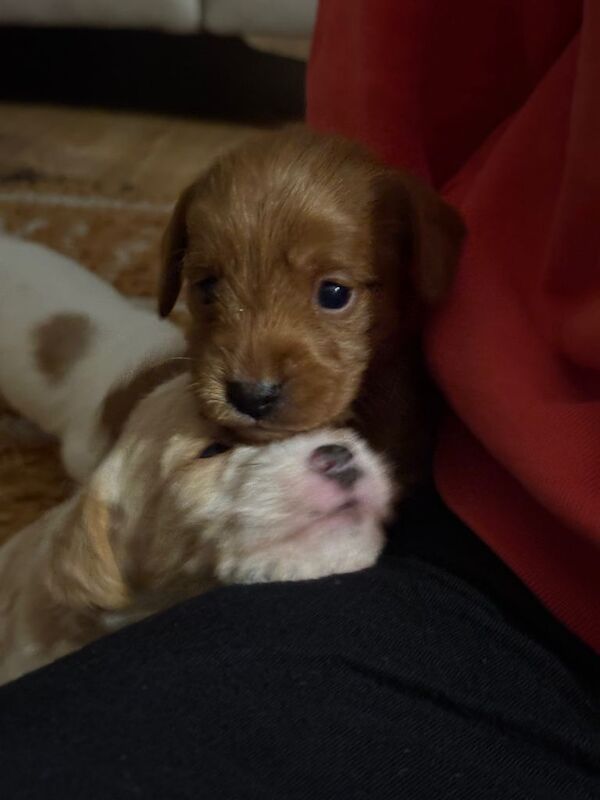 Cockapoo puppies for sale in Londonderry, County Londonderry – 3 weeks old