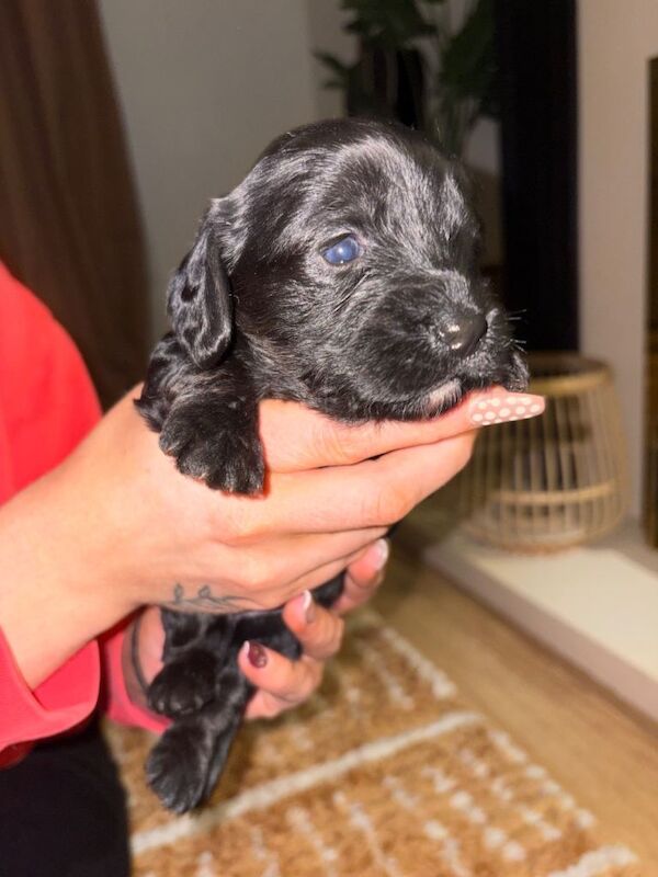 Cockapoo puppies for sale in Londonderry, County Londonderry – 3 weeks old - Image 3 of 4