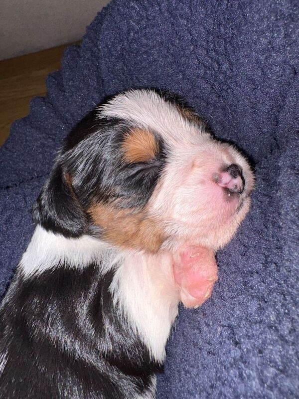 Cockapoo puppies for sale in Londonderry, County Londonderry – 3 weeks old - Image 4 of 4