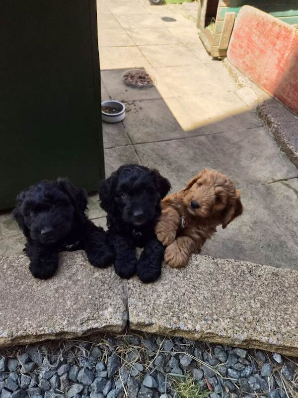 Top quality cockapoo puppies needing loving forever home.