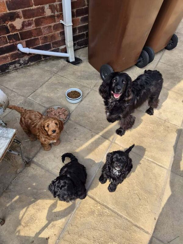 Top quality cockapoo puppies needing loving forever home. - Image 2 of 5