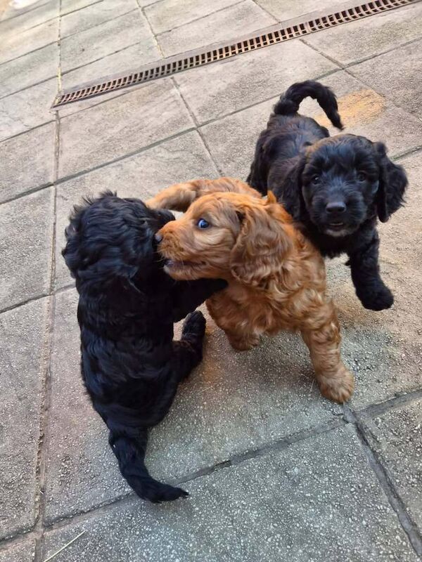 Top quality cockapoo puppies needing loving forever home. - Image 3 of 5