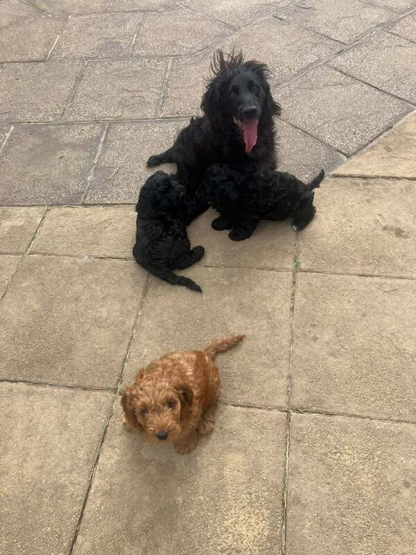 Top quality cockapoo puppies needing loving forever home. - Image 4 of 5