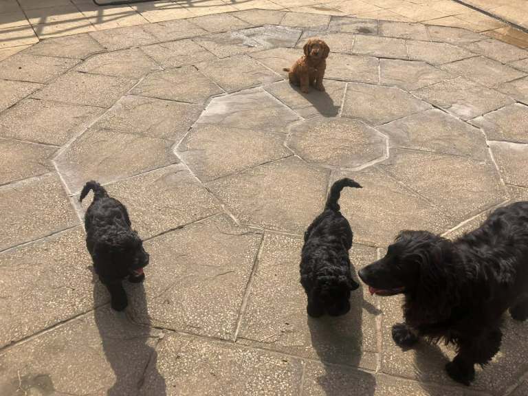 Top quality cockapoo puppies needing loving forever home. - Image 5 of 5