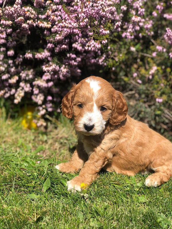 Top quality f1 cockapoo puppies for sale in New Rossington, South Yorkshire