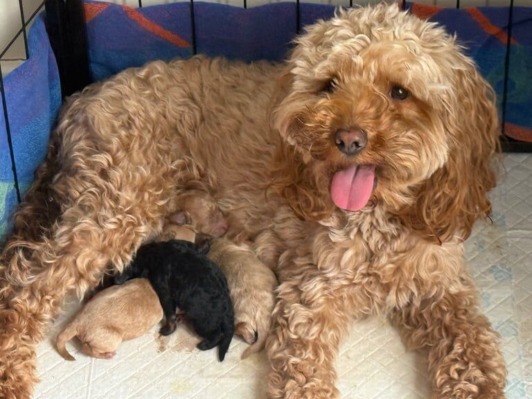 Cockapoo puppies for sale in Cannock, Staffordshire – 5 weeks old