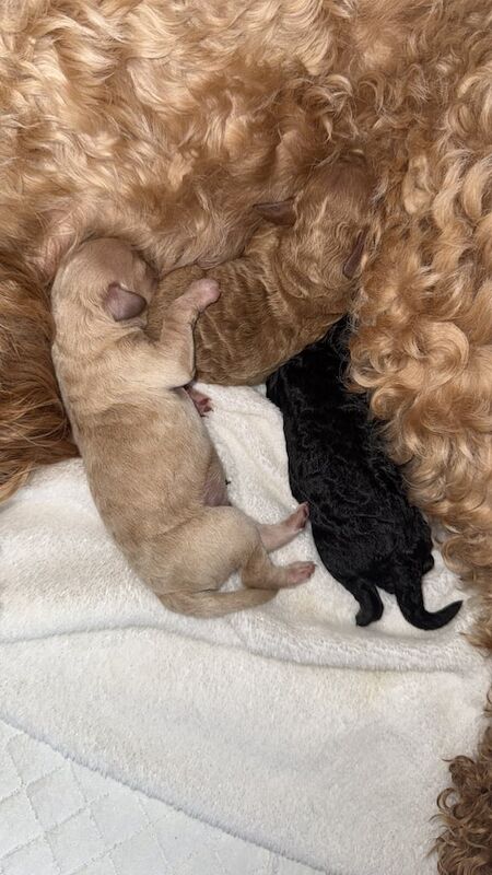 Cockapoo puppies for sale in Cannock, Staffordshire – 6 weeks old - Image 2 of 3