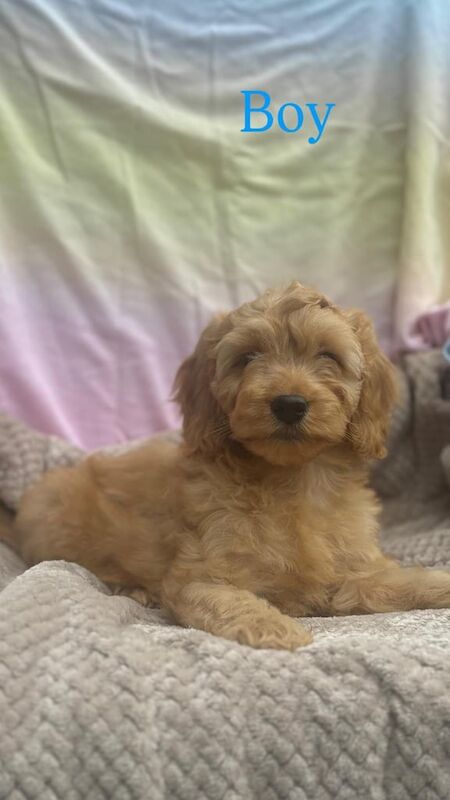 Cockapoo puppies for sale in Hockley, Essex – KC registered, 8 weeks old