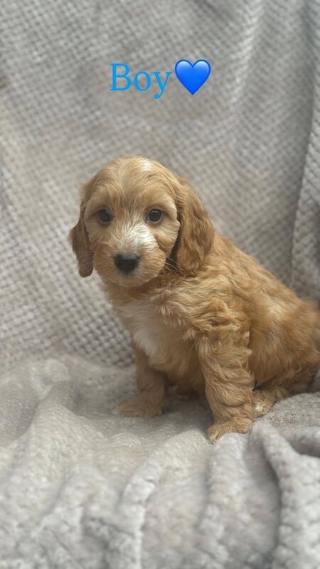 Cockapoo puppies for sale in Hockley, Essex – KC registered, 8 weeks old - Image 2 of 3