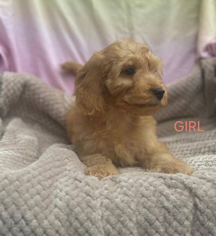 Cockapoo puppies for sale in Hockley, Essex – KC registered, 8 weeks old - Image 3 of 3