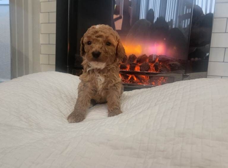 Toy cockapoo - Image 2 of 5