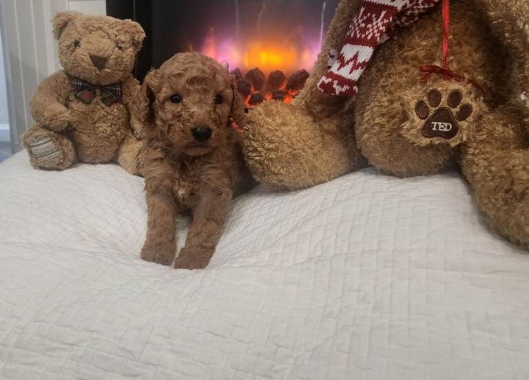 Toy cockapoo - Image 3 of 5