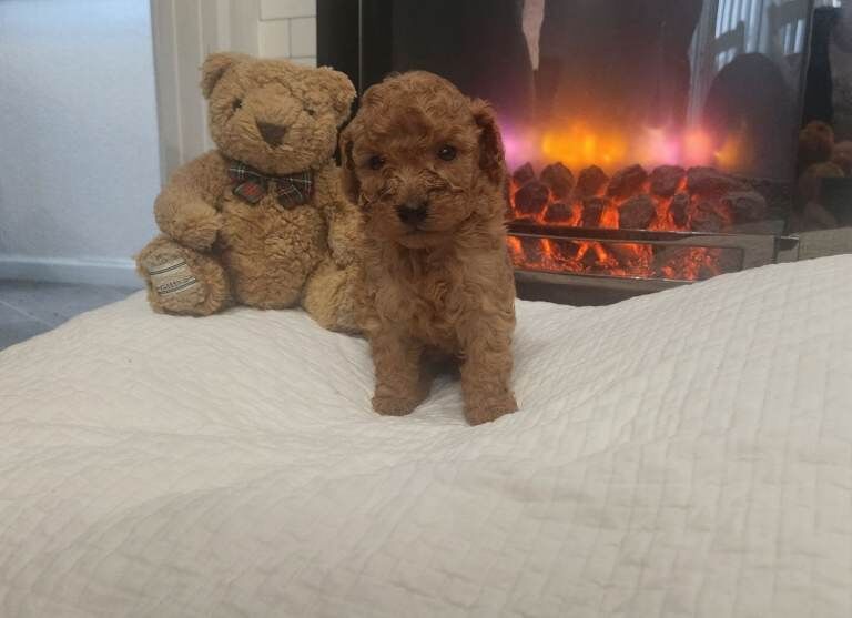 Toy cockapoo - Image 4 of 5