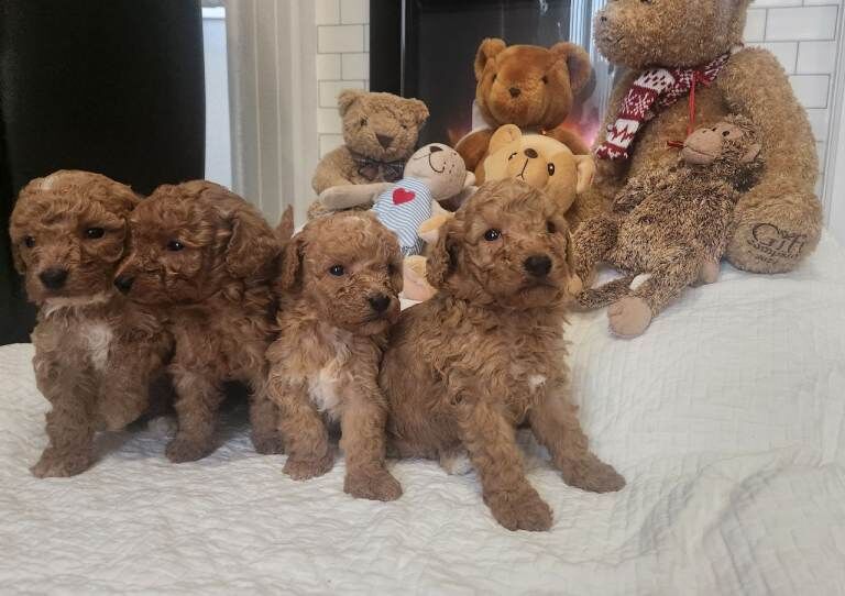 Toy cockapoo - Image 5 of 5