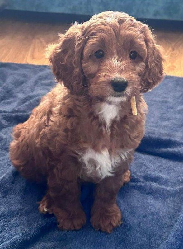Toy Cockapoo - Image 2 of 3