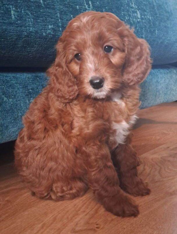 Toy Cockapoo - Image 3 of 3
