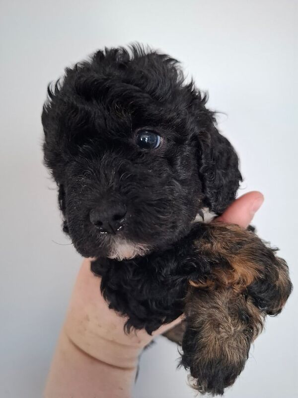 Cockapoo puppies for sale in Hereford, Herefordshire – 5 weeks old