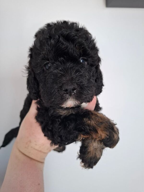 Cockapoo puppies for sale in Hereford, Herefordshire – 5 weeks old - Image 2 of 3